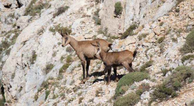 Tunceli'de, sürü halindeki şamualar görüntülendi