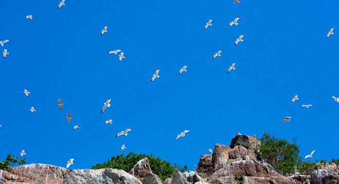 Tunceli'deki Martı Adası, binlerce kuşa ev sahipliği yapıyor