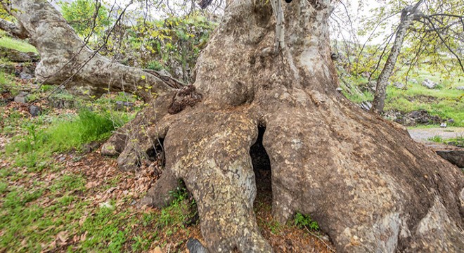 Tunceli’de ‘Doğu çınarı  anıt ağaç olarak tescil edildi