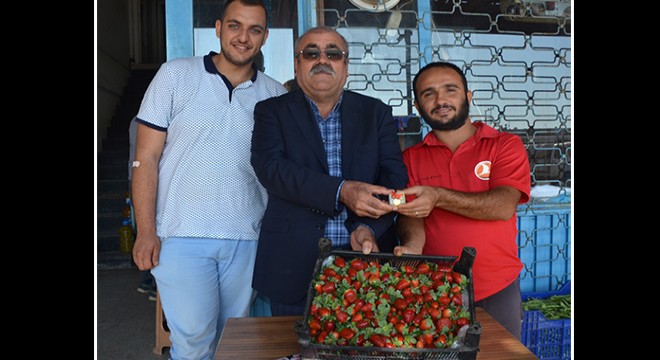 Turfanda çilek hasadına çeyrek altın hediye