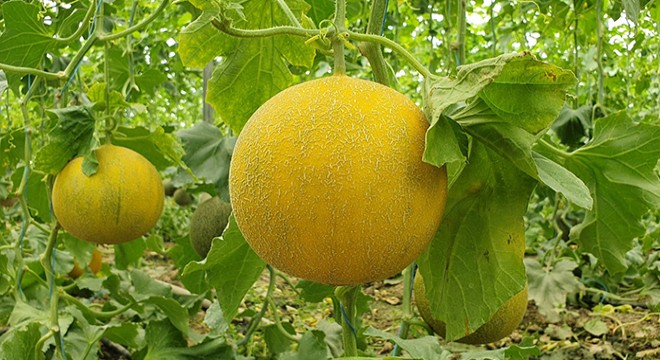 Turfanda kavunun kilosu 13 TL'den alıcı buluyor