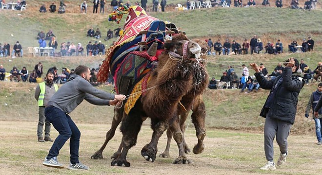 Turgutlu'da develer ilk kez güreşti