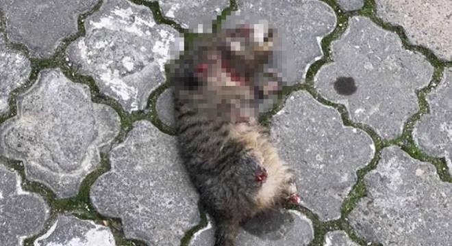 Turgutlu'da seri kedi katili aranıyor