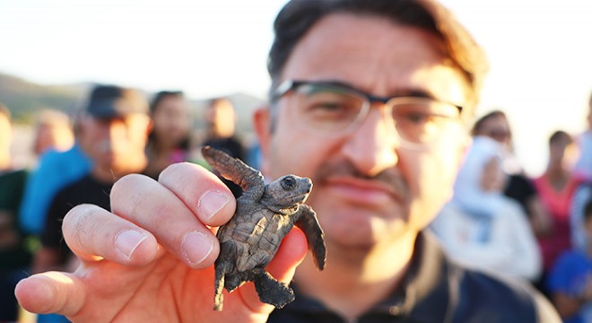 Deniz kaplumbağalarının yuvadan çıkışını izlediler