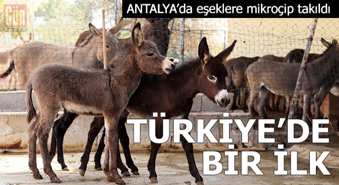 Türkiye'de ilk defa eşeklere mikroçip takıldı
