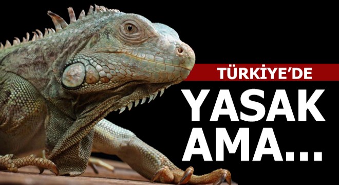 Türkiye'de yasak ama...