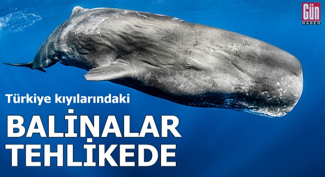 Türkiye kıyılarındaki balinalar tehlikede