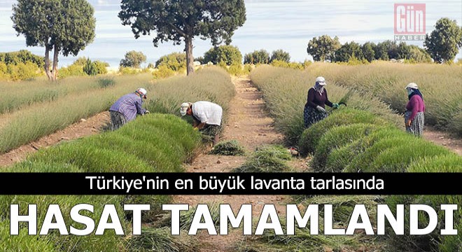 Türkiye'nin en büyük lavanta tarlasında hasat tamamlandı