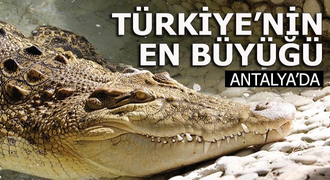 Türkiye'nin en büyük timsahı 'Muhteşem'