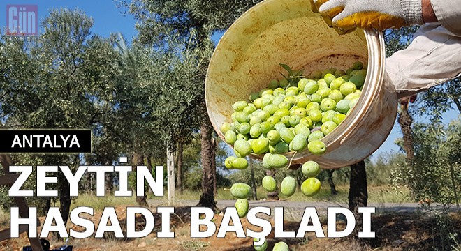 Türkiye'nin en büyük zeytin bahçesinde hasat başladı