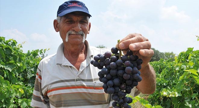 Türkiye'nin ilk üzüm hasadı Tarsus'ta yapıldı