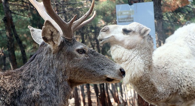 Türkiye'nin ilk ve tek safari parkına yoğun ilgi