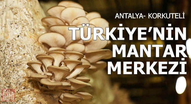 Türkiye'nin mantar merkezi: Korkuteli