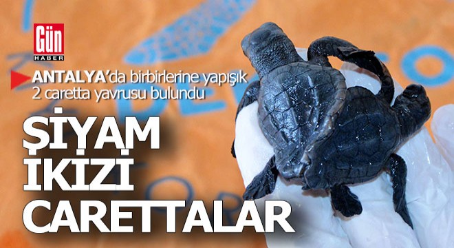 Türkiye de bir ilk... Antalya da Siyam ikizi caretta carettalar...