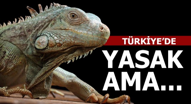 Türkiye de yasak ama...