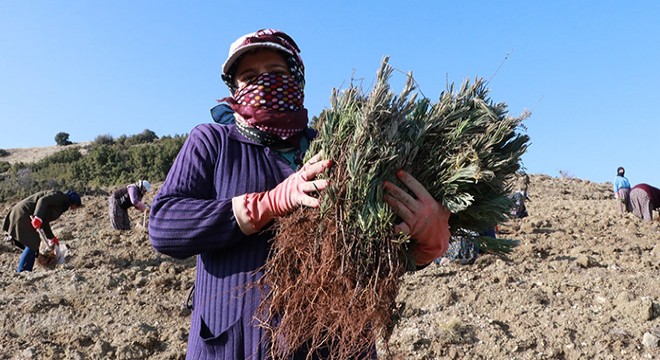 Türkiye nin en büyük ikinci lavanta bahçesi, 1300 rakımda oluşturuluyor