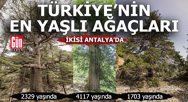 Türkiye nin en yaşlı 10 ağacından ikisi Antalya da