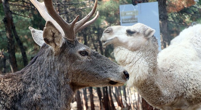 Türkiye nin ilk ve tek safari parkına yoğun ilgi