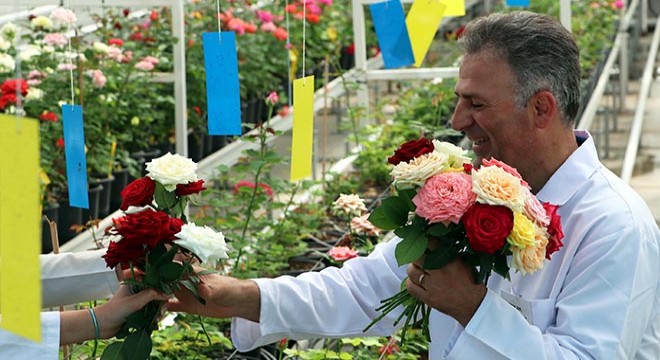 Türkiye nin ilk yerli gülü üretildi, ilk alıcısı Hollanda oldu