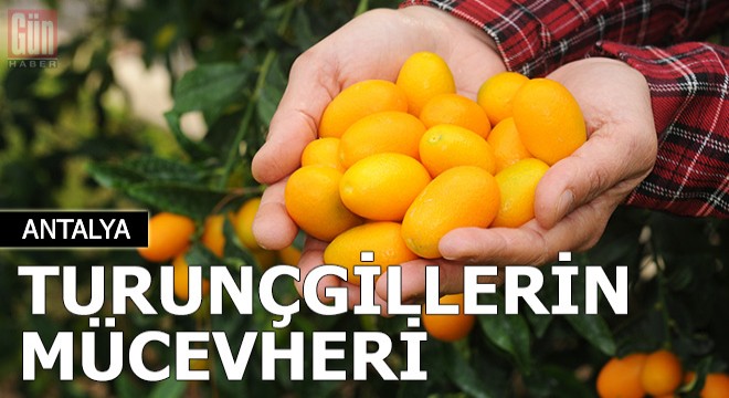 Turunçgillerin mücevheri 'kamkat'
