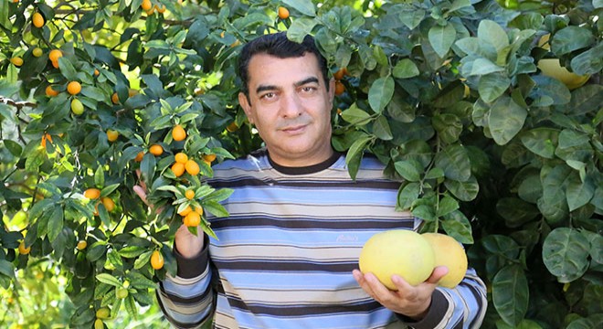 Turunçgillerin en irisi pomelo, en küçüğü kamkat