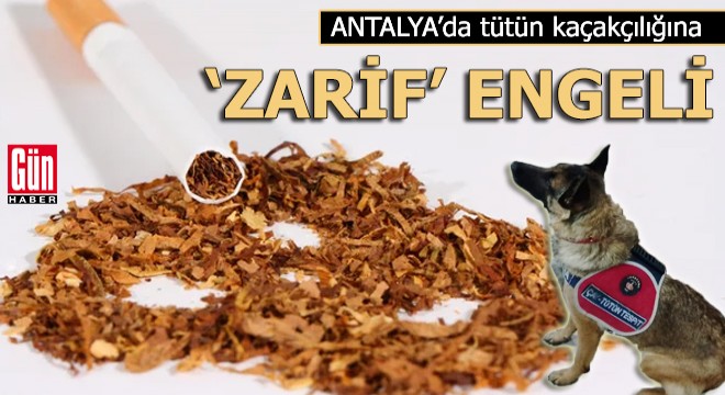 Tütün kaçakçılığına 'Zarif' engeli