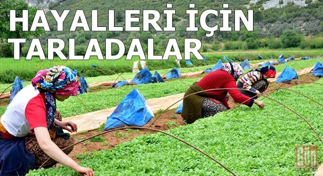 Tütün üreticileri hayalleri için tarlada