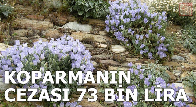 Tüylü çan çiçeğini koparmanın cezası 73 bin 747 TL