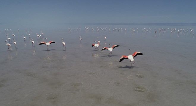 Tuz Gölü, 21 bin flamingoya ev sahipliği yapıyor