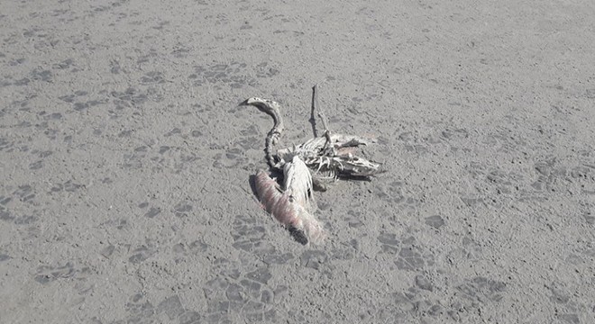 Tuz Gölü'nde 20 yavru flamingo ölü bulundu