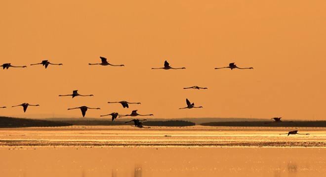Tuz Gölü’ndeki doğa kampında flamingoları izlediler