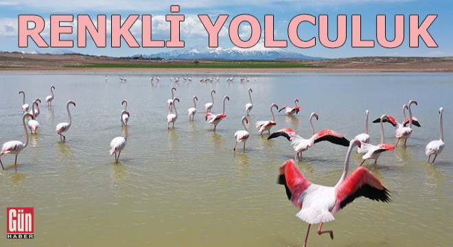 Tuz Gölü'ne göç eden flamingoların renkli yolculuğu