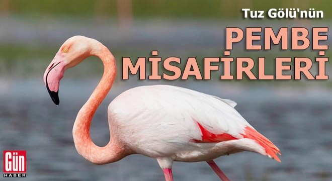 Tuz Gölü'nün pembe misafirleri gelmeye başladı