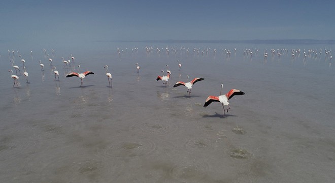 Tuz Gölü, 21 bin flamingoya ev sahipliği yapıyor