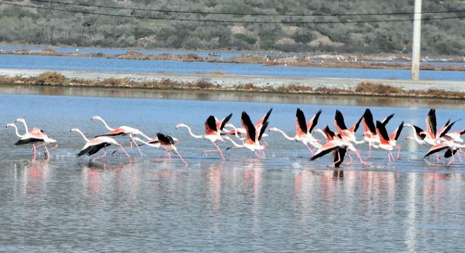 Tuzla Sulak Alanı'na flamingo akını