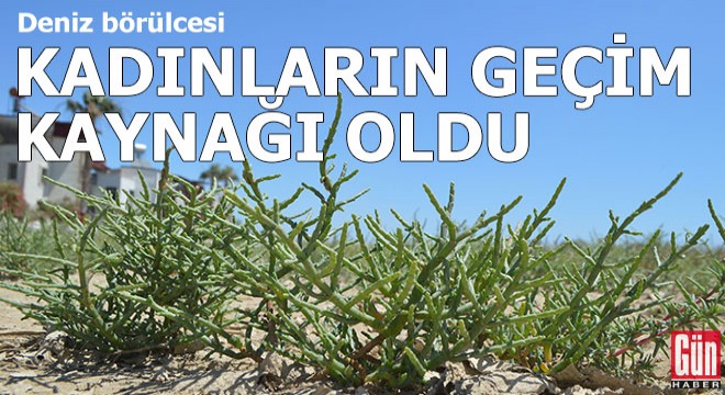 Tuzlu kumlarda yetişen  börülce  kadınların geçim kaynağı oldu