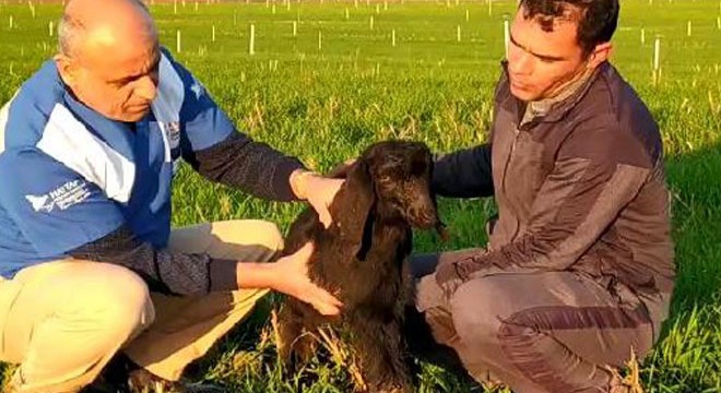 Üç ayaklı oğlak görenleri şaşırtıyor