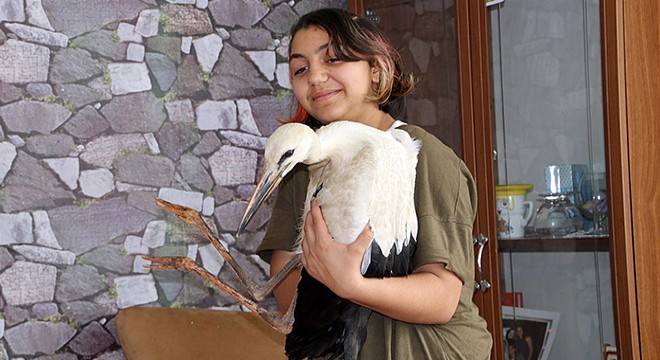 Uçamayan yavru leyleğe evlerinde baktılar