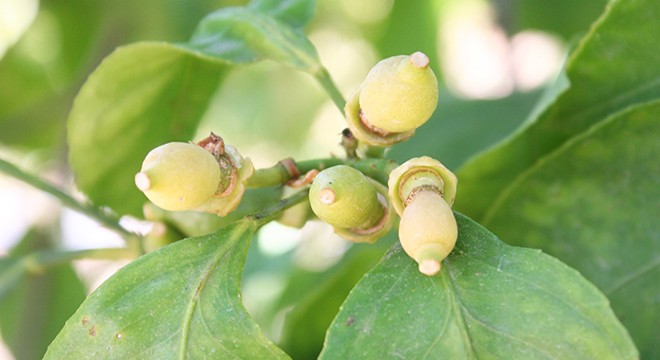 Uçkurutan hastalığı limonda rekolteyi düşürecek