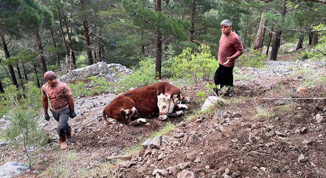 Uçuruma düşen dana, 10 saatte kurtarıldı