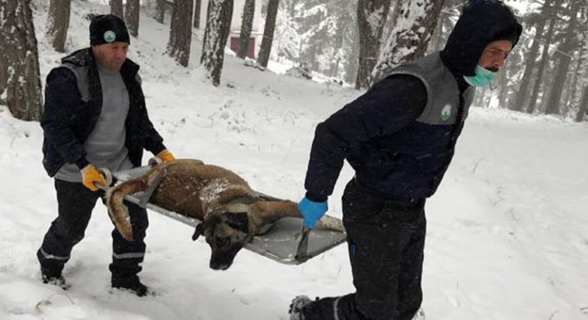 Uludağ da donmak üzere olan sokak hayvanları kurtarıldı