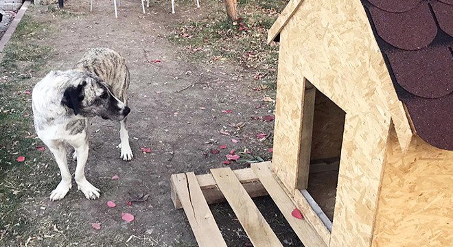 Ulukışla'da sokak köpeklerine kulübe