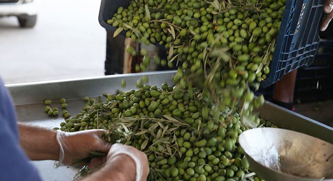 Uluslararası yarışmalara katılacak zeytinyağına erken hasat