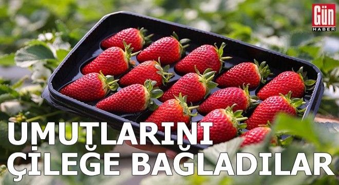 Umutlarını çileğe bağladılar