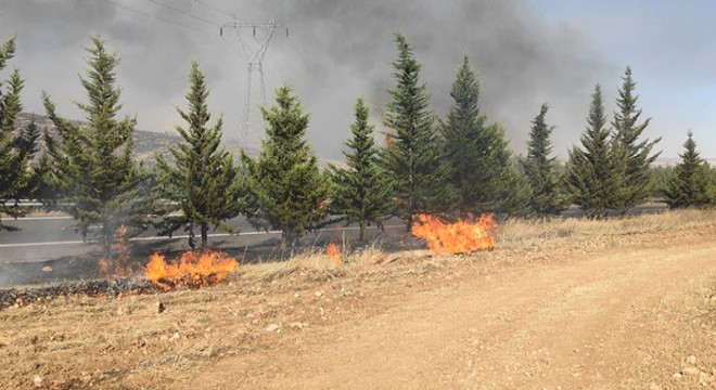 Üniversite kampüsü ormanlık alanında yangın