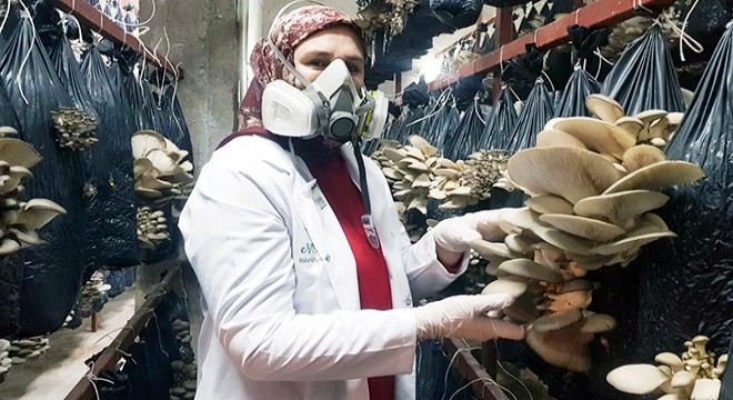 Üniversiteden mezun oldu, mantar üretimine başladı