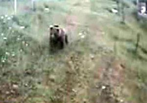 Ayı turistik tesise girdi,kameralar görüntüledi