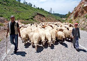 Yörüklerin dönüş yolculuğu başladı