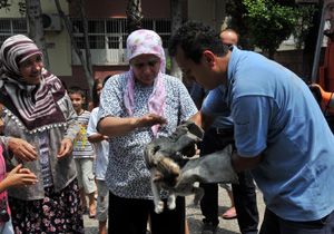 Ağaçtaki kedi için gözyaşı döktü, kurtarılması için dua etti