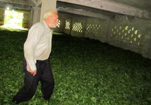 Çay alım yerinden 2 ton yaş çay çalındı